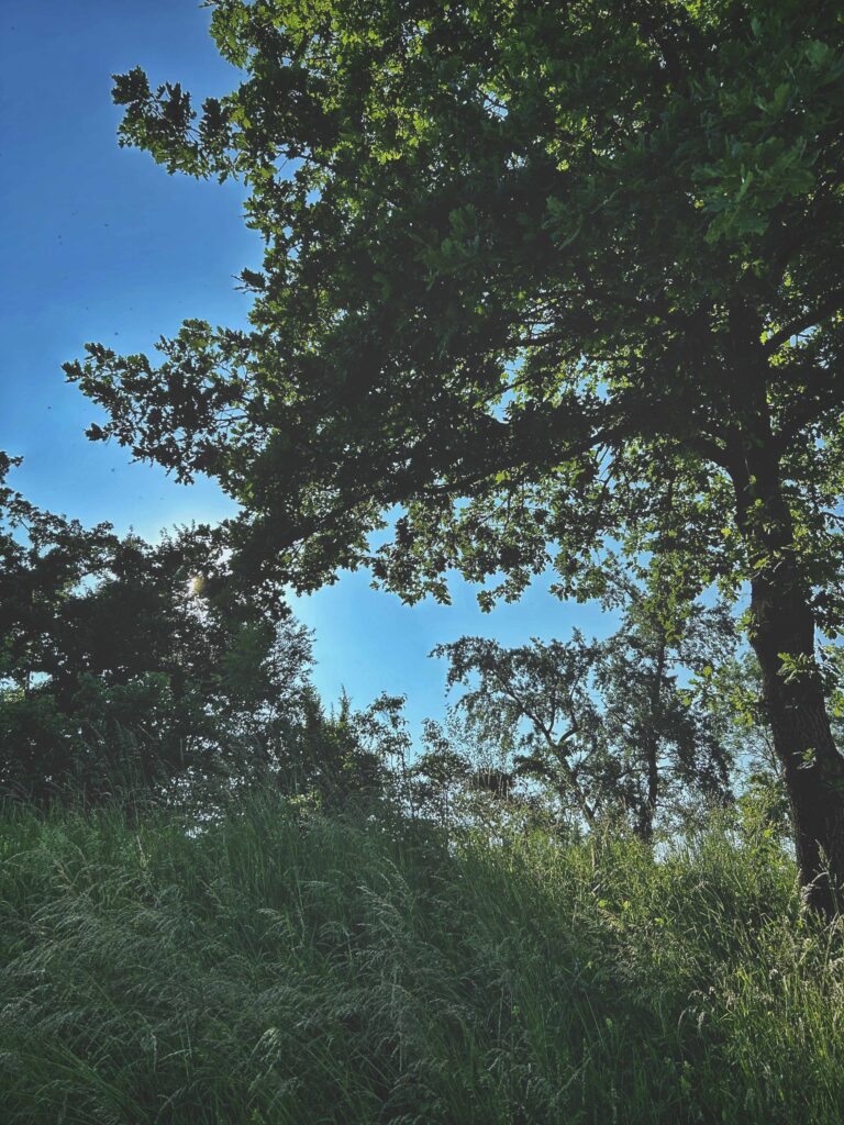 Strahlend blauer Himmel zwischen Bäumen