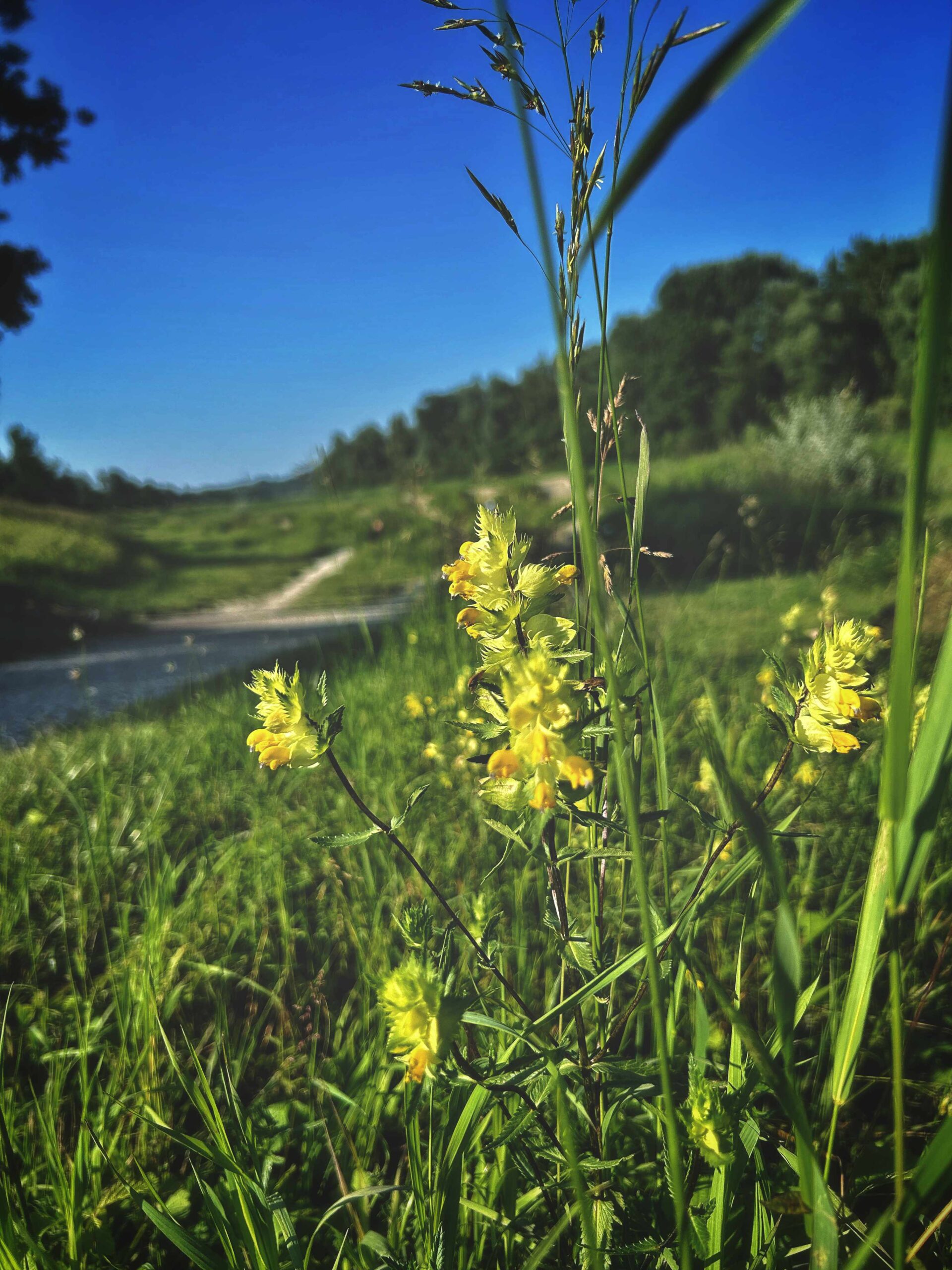 Gelbe Blume in Nahaufnahme mit den Dirtjumps im Hintergrund