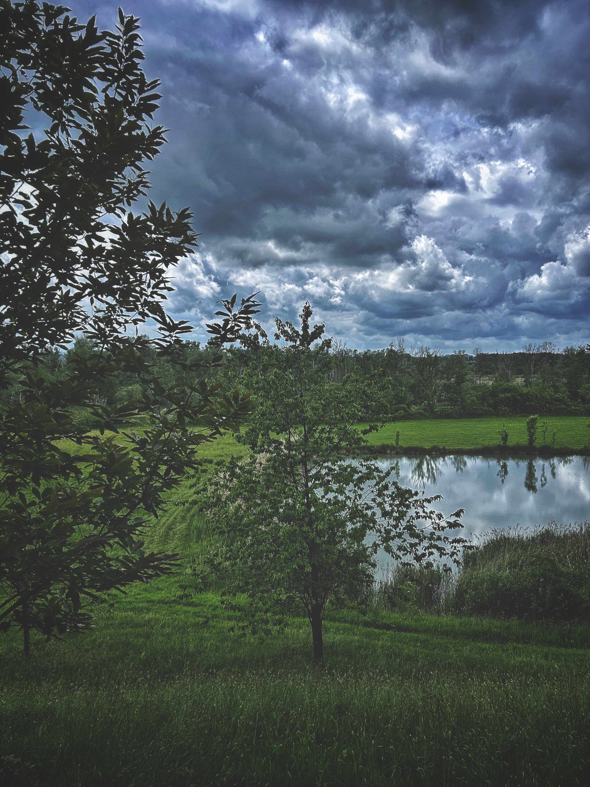 Ausblick aus einem Wald auf ein kommendes Unwetter