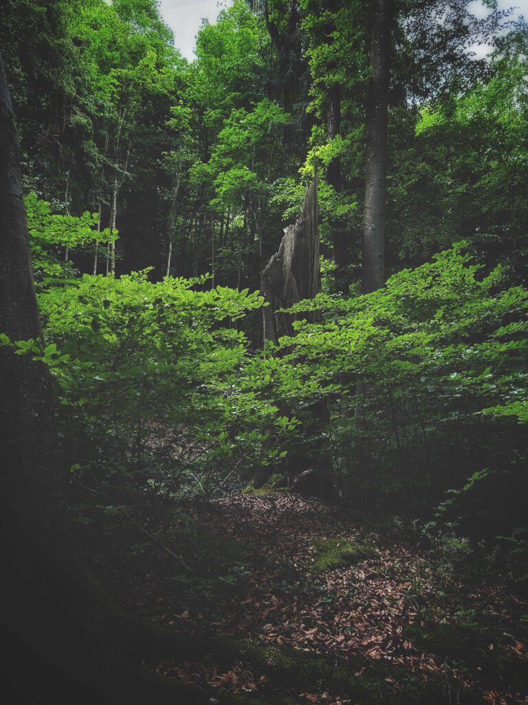 Ausblick in einen satten grünen Wald