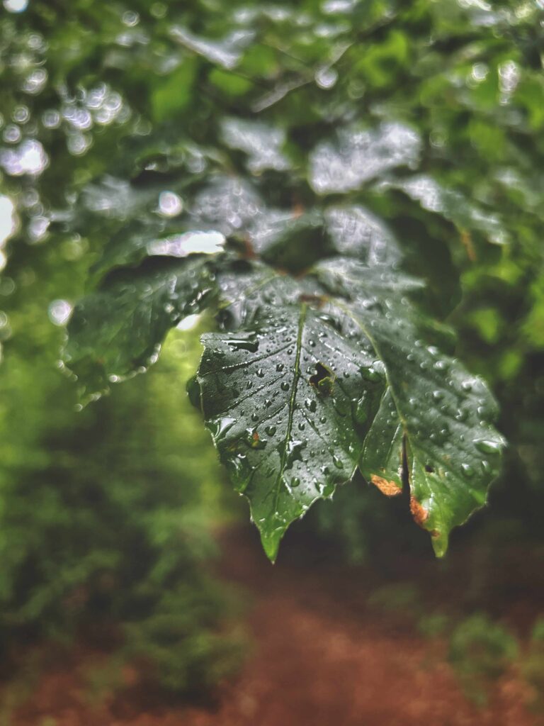 Satte grüne Blätter mit Regentropfen