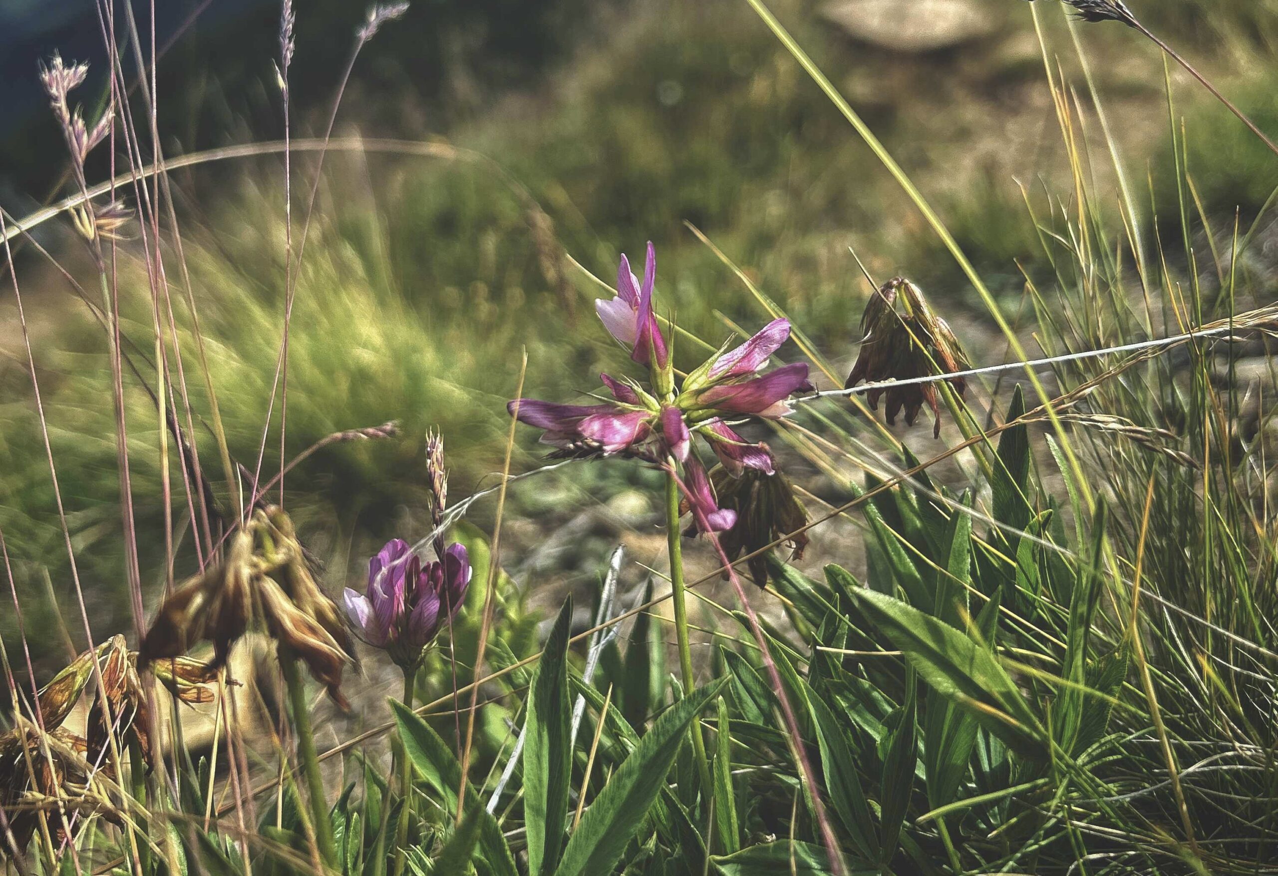 pinkfarbene Blume im alpinen Gelände
